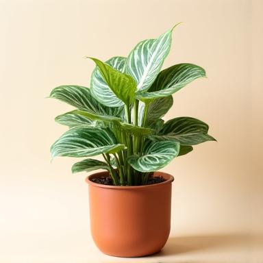 Variegated Philodendron specimen